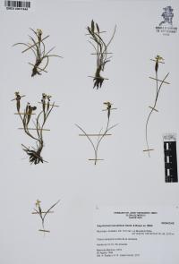 Sisyrinchium tenuifolium image